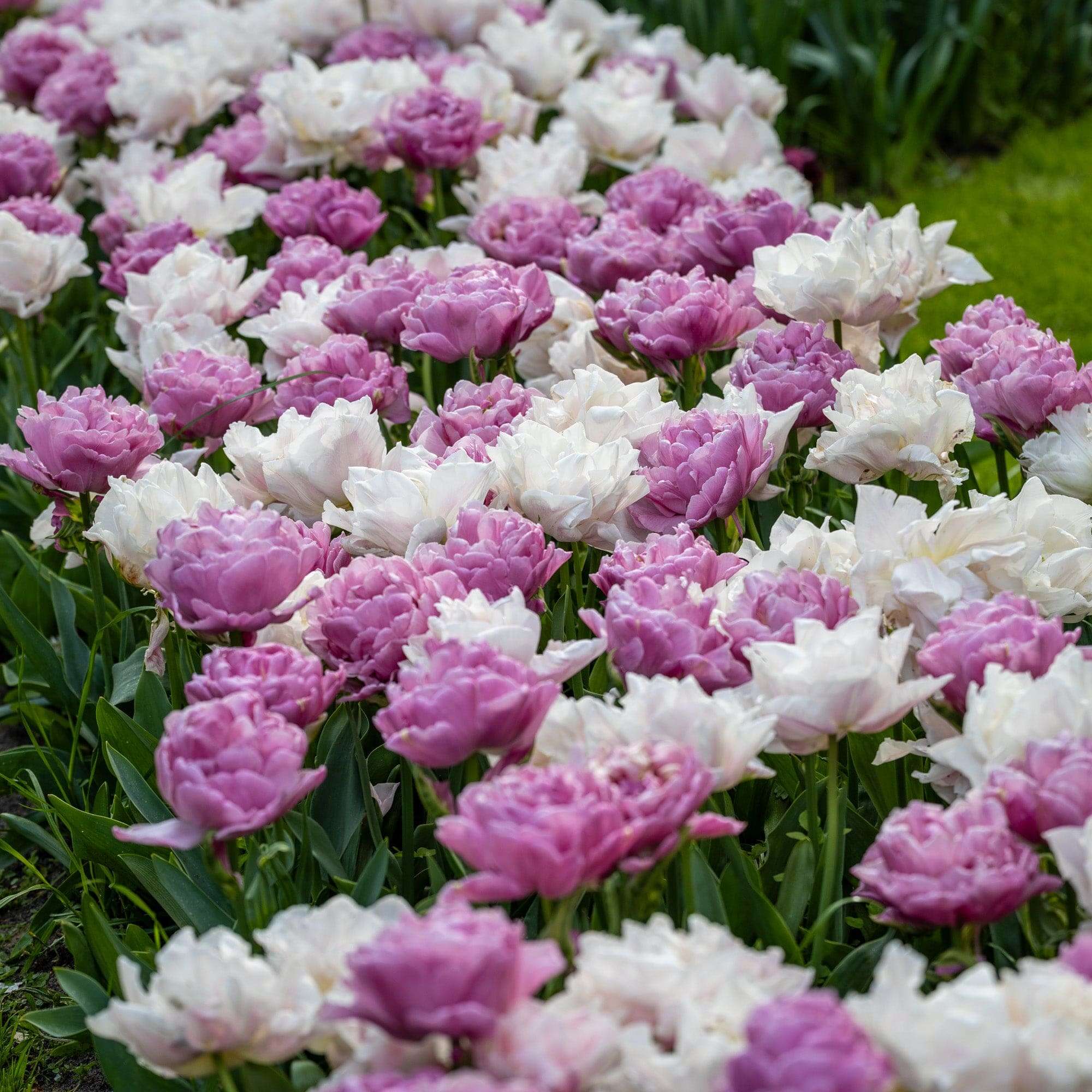 'Purple Clouds' tulpanblandning